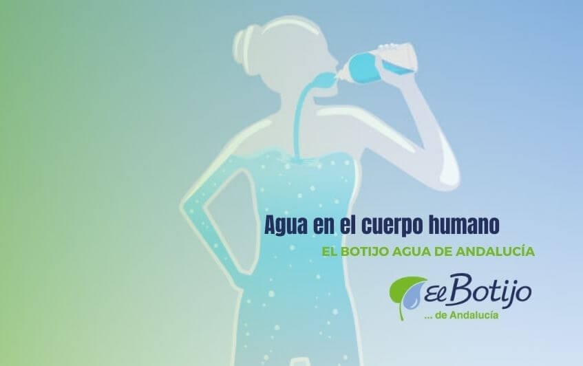 Agua en el cuerpo humano