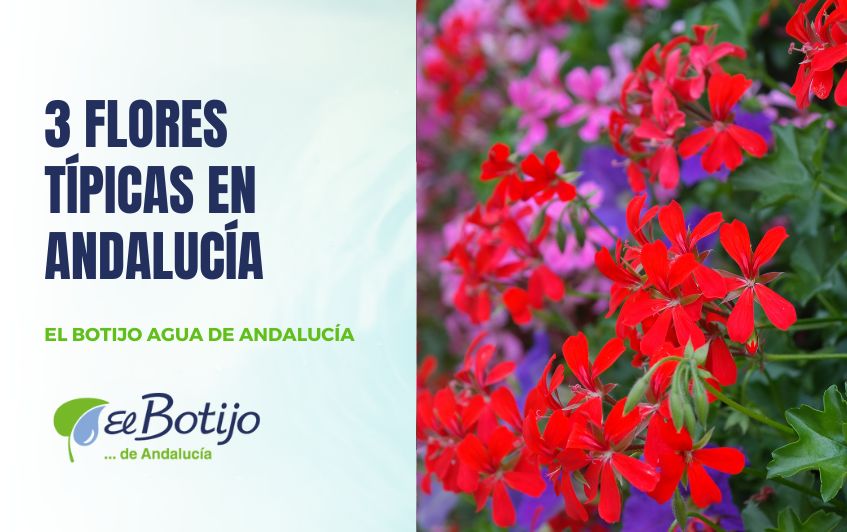 Flores típicas Andalucía