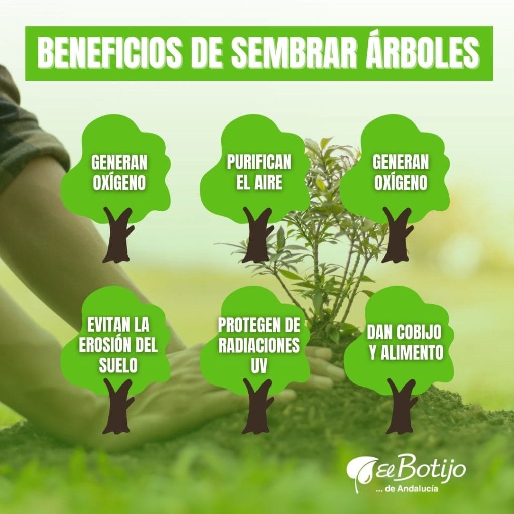 Beneficios de sembrar árboles