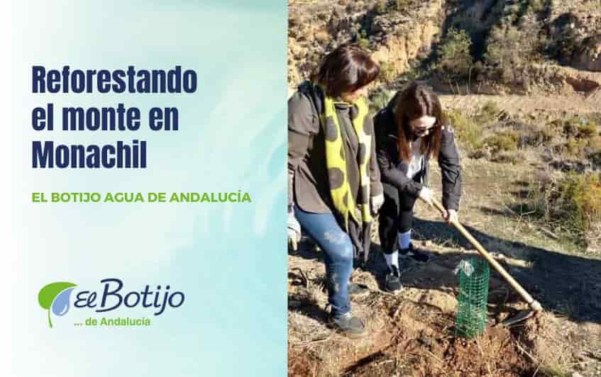 Reforestando el monte en Monachil por Navidad