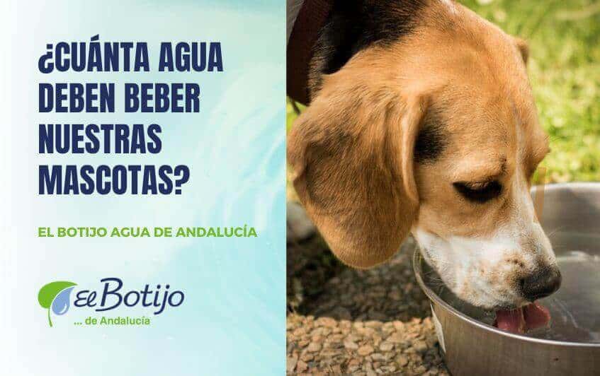 Cuanta agua deben beber nuestras mascotas