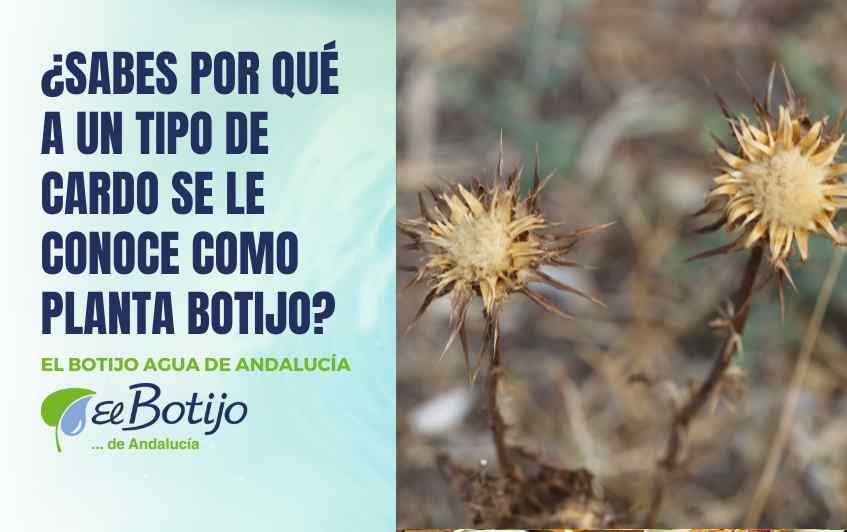 cardo-botijo